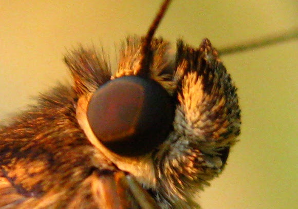 Spotting Image 1