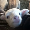 babby sheep(lamb)
