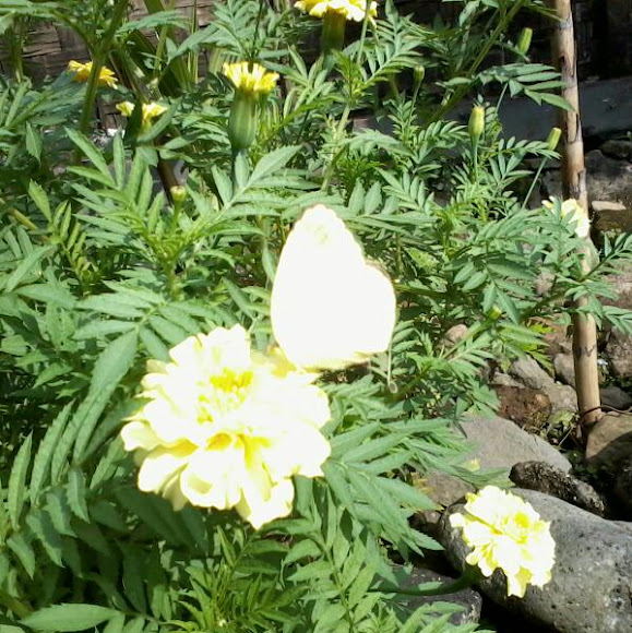 Spotting Image 1