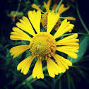 Common Sneezeweed