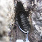 Chiton