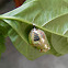 Pupa