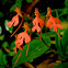 Red Habenaria