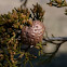 Apple-rust 