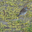 chipping sparrow