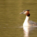 Great Crested Grebe