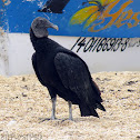 American Black Vulture
