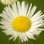 Daisy Fleabane