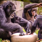 Chimpanzee