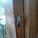 Wheel Bug