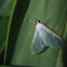 Diaphania glauculalis