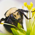 Yellow-faced bumble bee