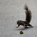 Plantain Squirrel