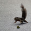 Plantain Squirrel