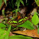 Malachite Butterfly