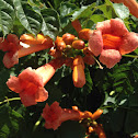 Trumpet Vine