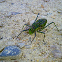 Katydid