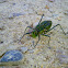 Katydid