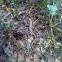 Texas Alligator Lizard
