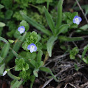 Veronica / Persian Speedwell