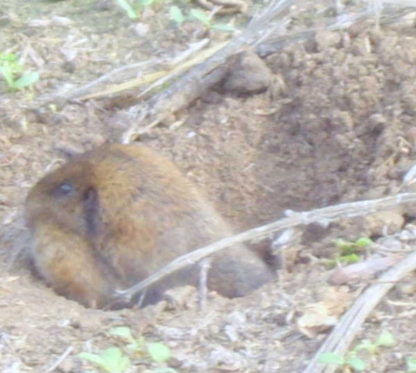 California Vole Project Noah