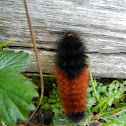 Banded Woolly Bear