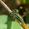 Golden Dartlet