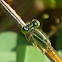 Golden Dartlet