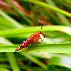 Scorpian Fly nymph