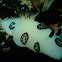 Polka-dot Jorunna Nudibranch 