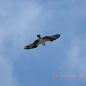 Osprey