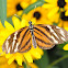 Isabella Longwing