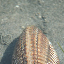 Nuttall's Cockle