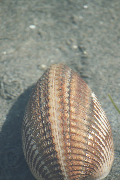 Spotting Image 1