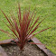 Cordyline Red Star