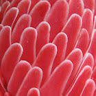 Torch Ginger