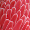 Torch Ginger
