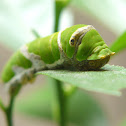 Papilio xuthus