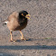 Common Myna