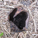 Black Bracket Fungi