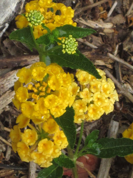 Spotting Image 1