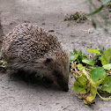 Hedgehog