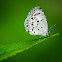 Common Hedge Blue