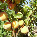 Duraznero