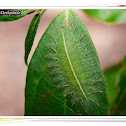 Common Baron Caterpillar