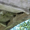 Cliff Swallow Nests