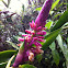 Fucsia