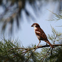 House Sparrow