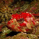 Red Irish Lord