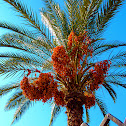 Date Palm